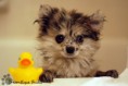 /album/galerie-photos/chiot-chou-jpg/